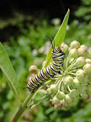 Monarch caterpillar