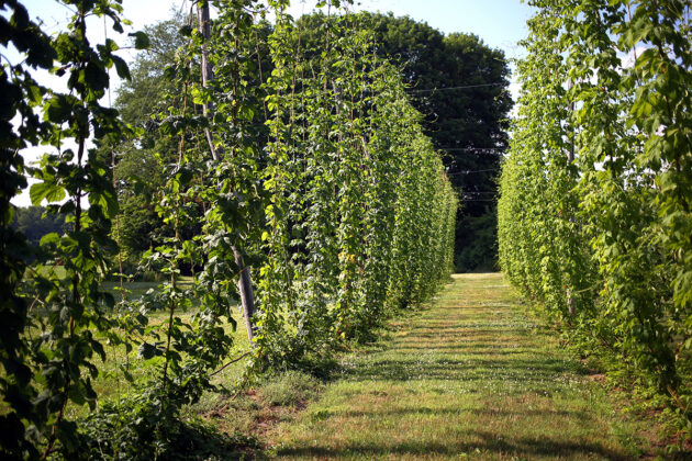 Auburn Acres