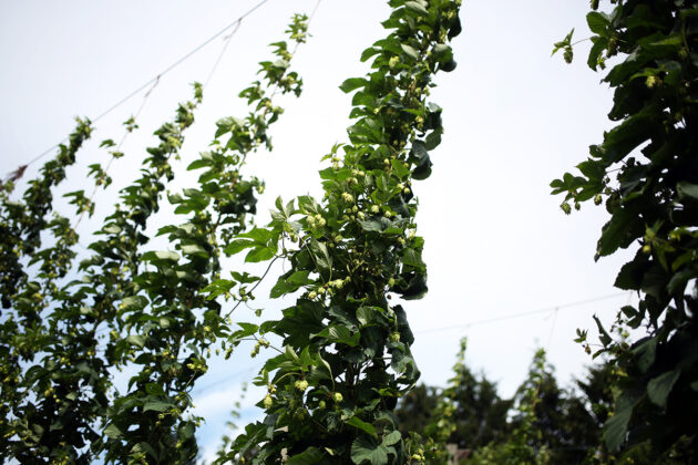 hop plants