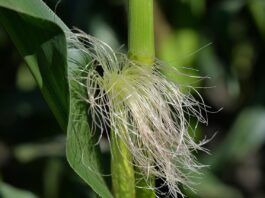 corn
