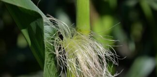 corn