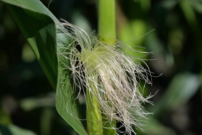 corn corn