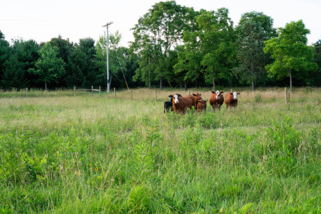 Dangelo Family Farm