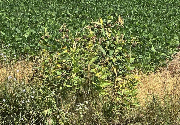 dying milkweed