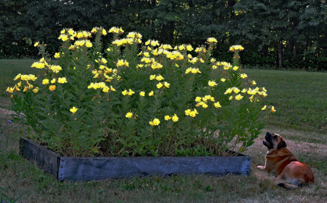 Evening primrose