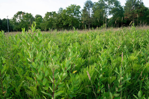 Dangelo Family Farm