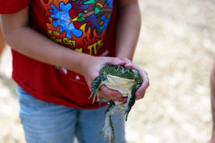 frog1