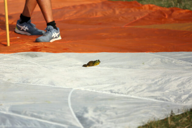 Frog jumping