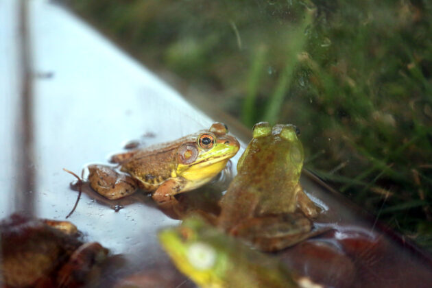 Valley City Frog Jump Festival