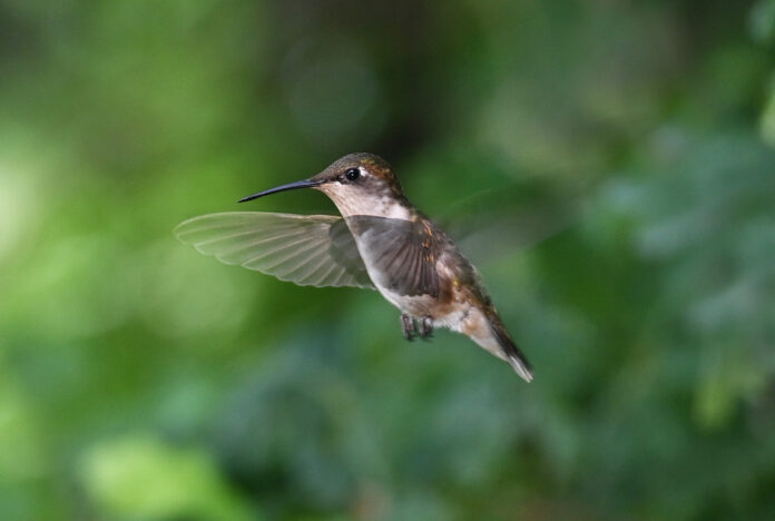 hummingbird hummingbird