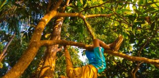 a man climbing up a tree in a forest