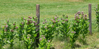 milkweed fencerow