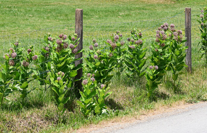 milkweed fencerow