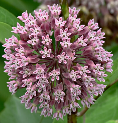 milkweed flower