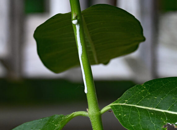 milkweed sap