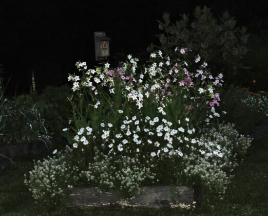 moon garden