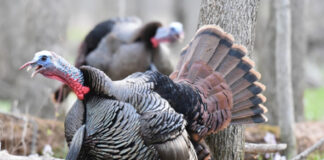 nwtf turkey