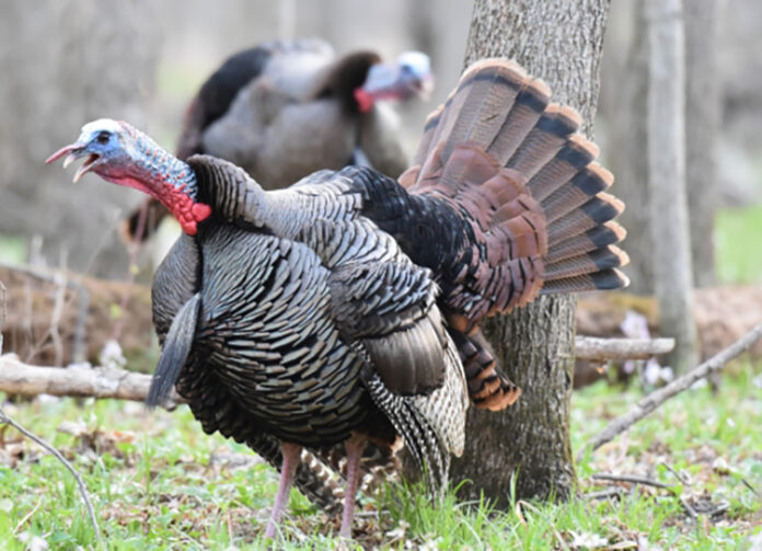 nwtf turkey nwtf turkey
