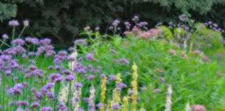 pollinator garden