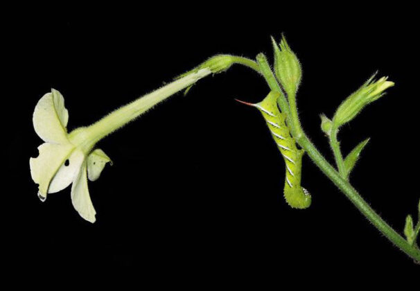 sphinx caterpillar
