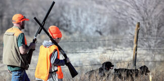 dove hunting