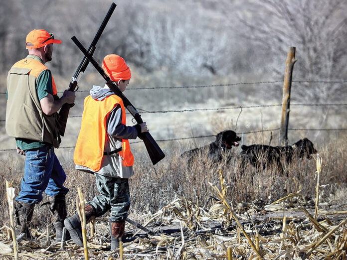 dove hunting