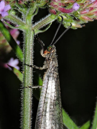 clubbed antennae