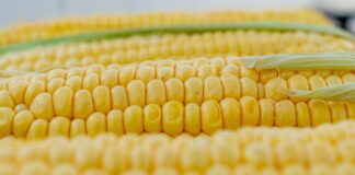 corn