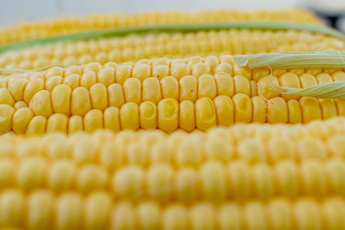 corn corn