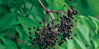 elderberry fruit