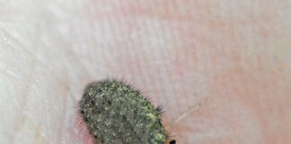 Antlion larvae