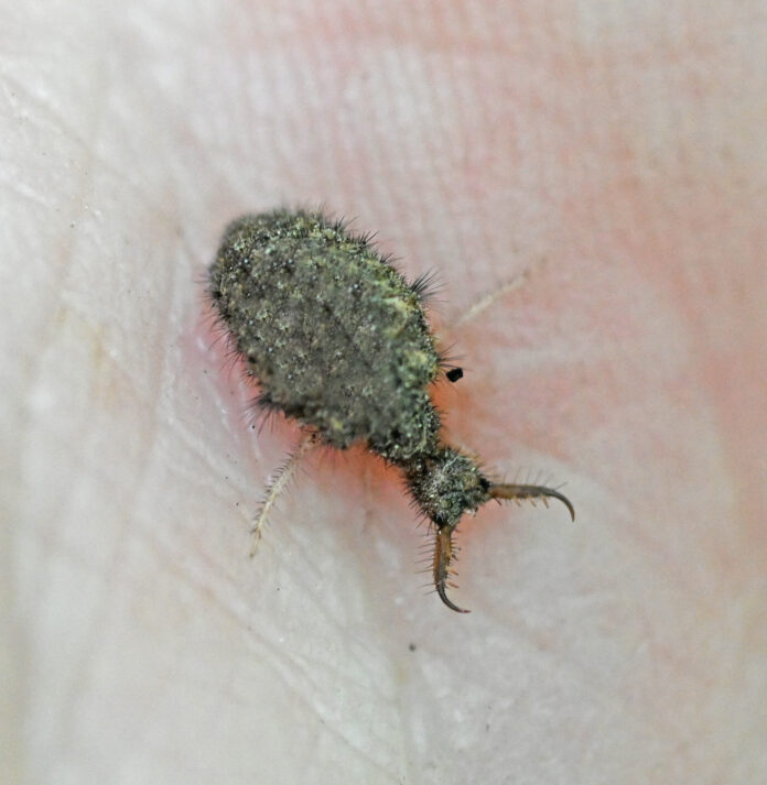 Antlion larvae Antlion larvae