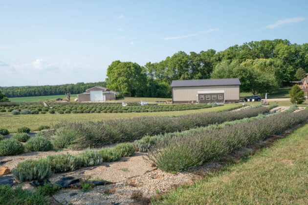 Lavender Meadows