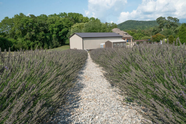 Lavender Meadows