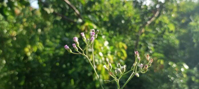 Photo by sarath kumar sark a close up of a flower