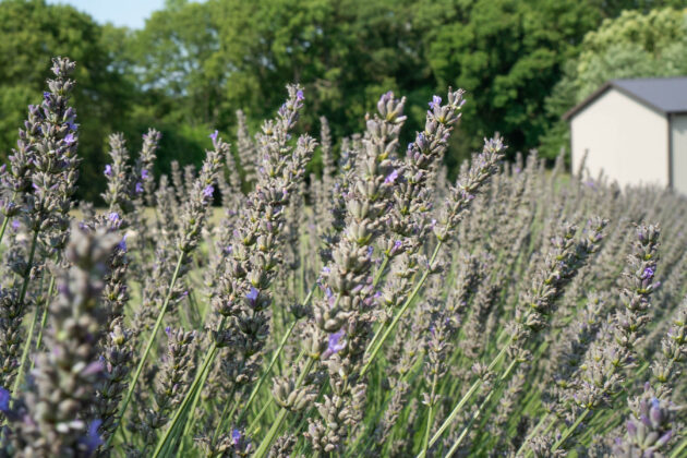 Lavender Meadows