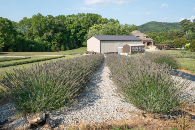 Lavender Meadows