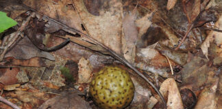 oak apple gall