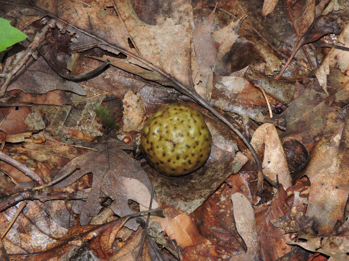 oak apple gall