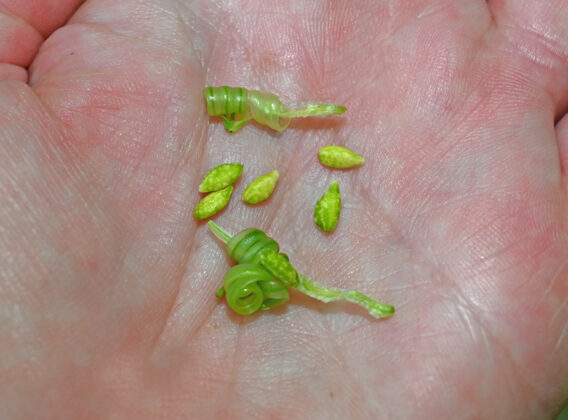 seeds