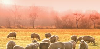 sheep