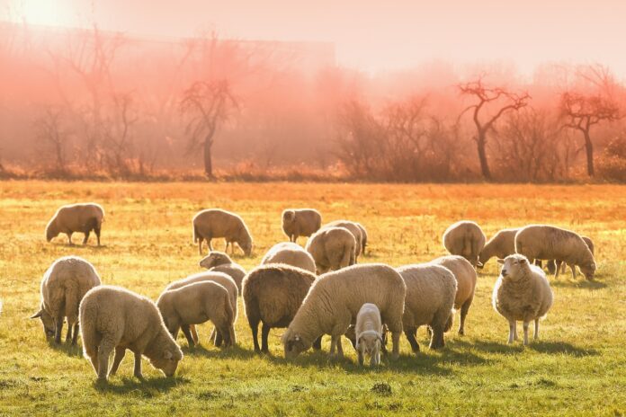 sheep sheep