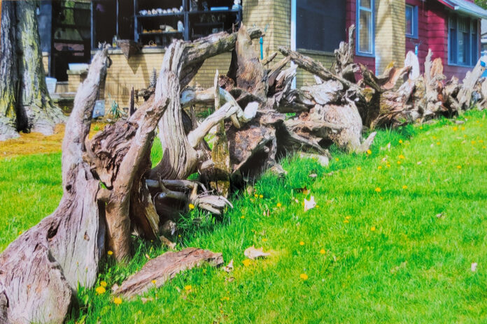 stump fence stump fence