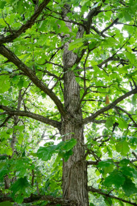 Reclaimed Tree Farm