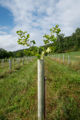 Reclaimed Tree Farm