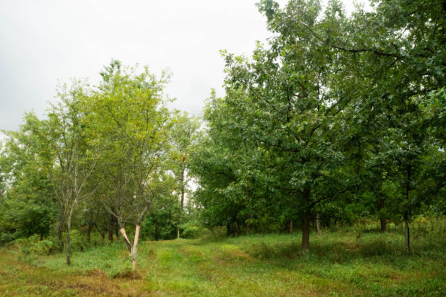 Reclaimed Tree Farm
