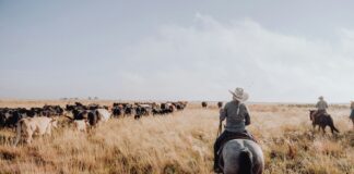 a group of people on horses herding cattle in a field