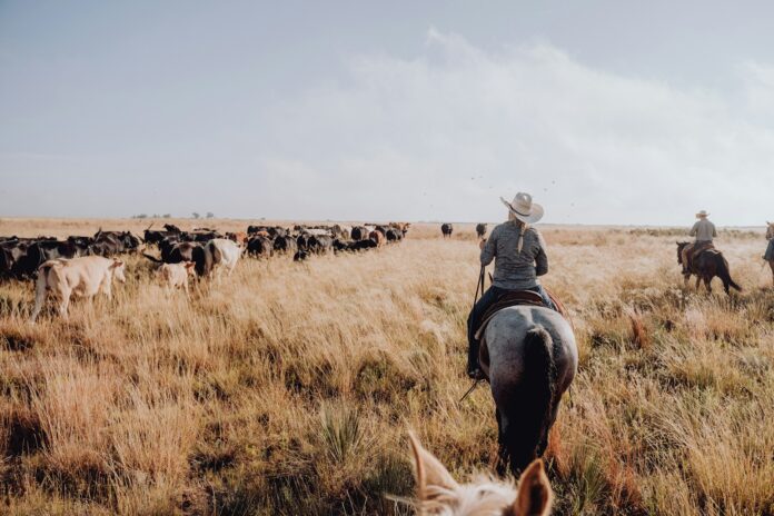 Photo by Bailey Alexander a group of people on horses herding cattle in a field