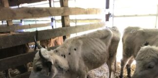 Emaciated cow