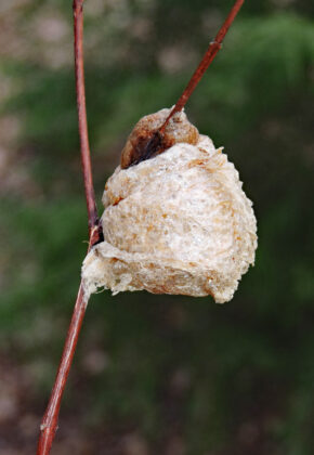 Chinese mantid egg case